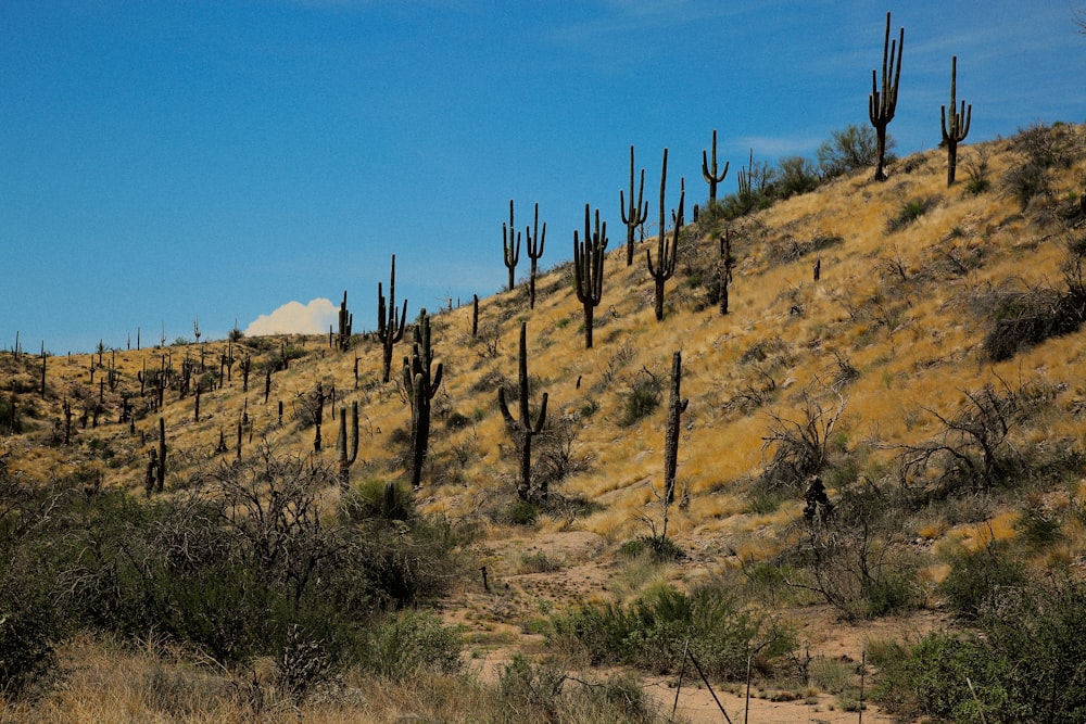 a grassy hill with trees