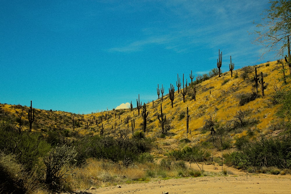 a landscape with trees and bushes