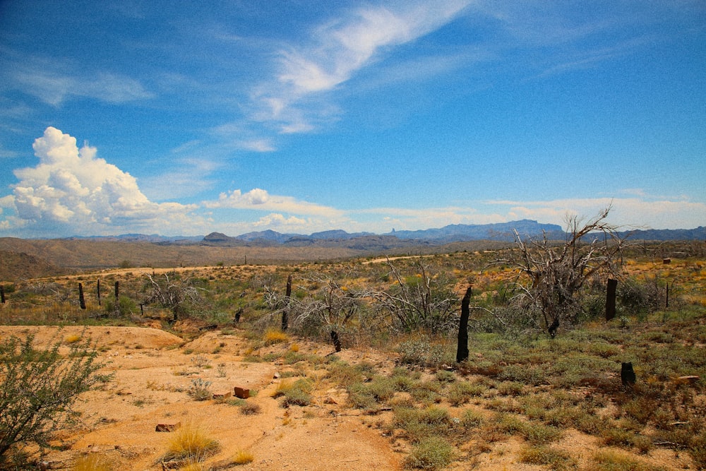 a desert landscape with trees and bushes