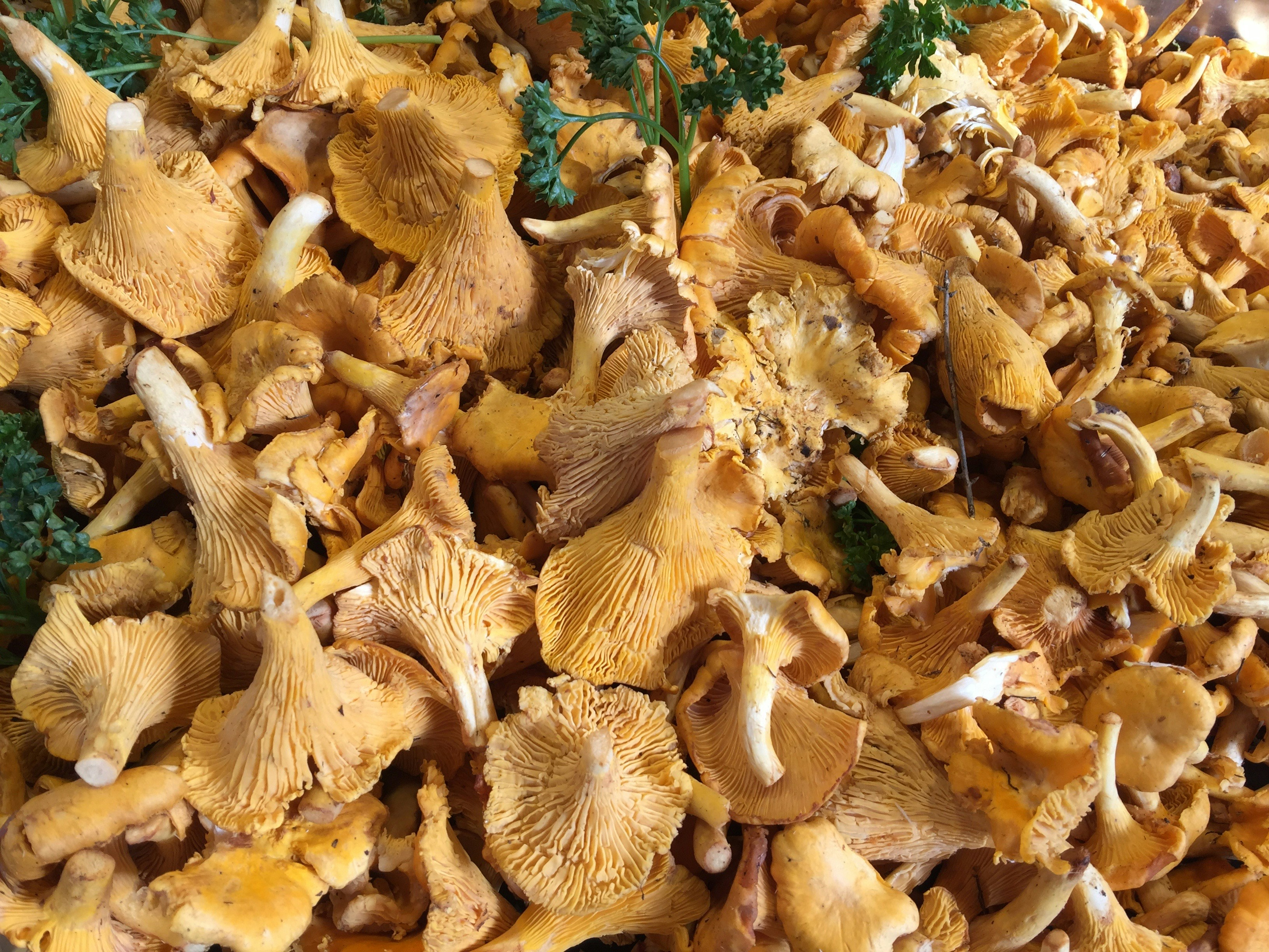 chanterelle mushrooms
