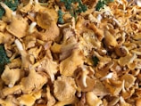 a group of mushrooms