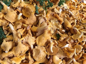 a group of mushrooms