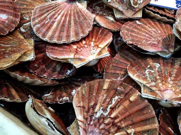 Scallops