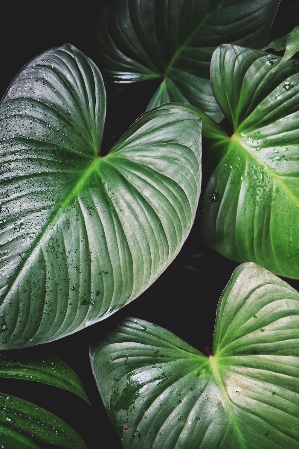 a group of green leaves