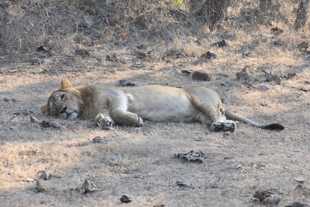 a lion lying on the ground