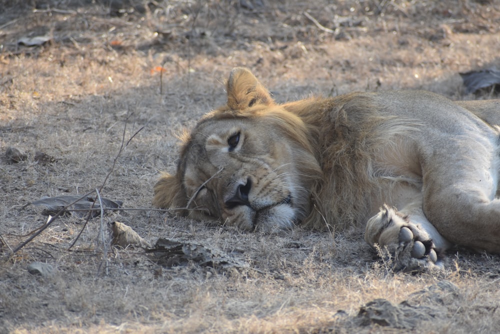 a lion lying down