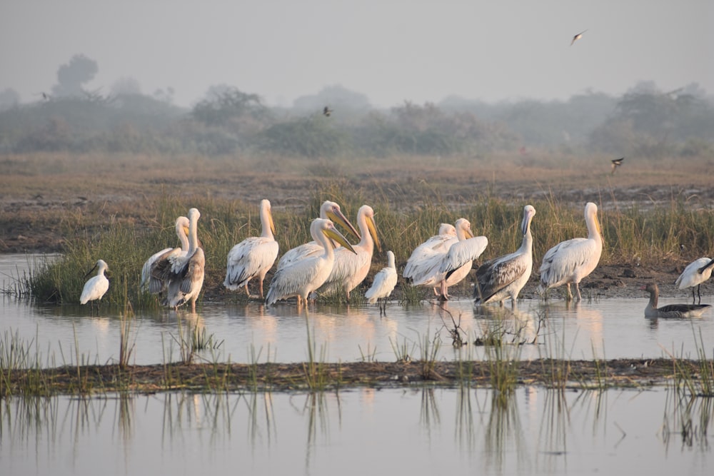 a group of birds standing in water