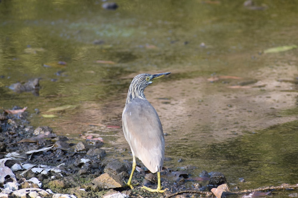 a bird standing on rocks by a body of water