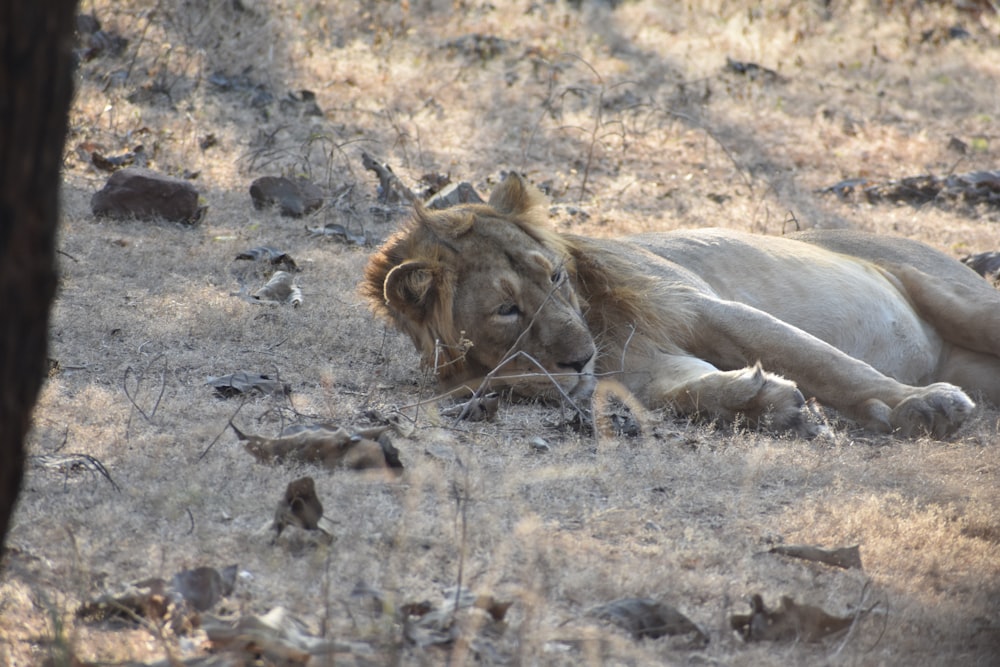 a lion lying down in the dirt