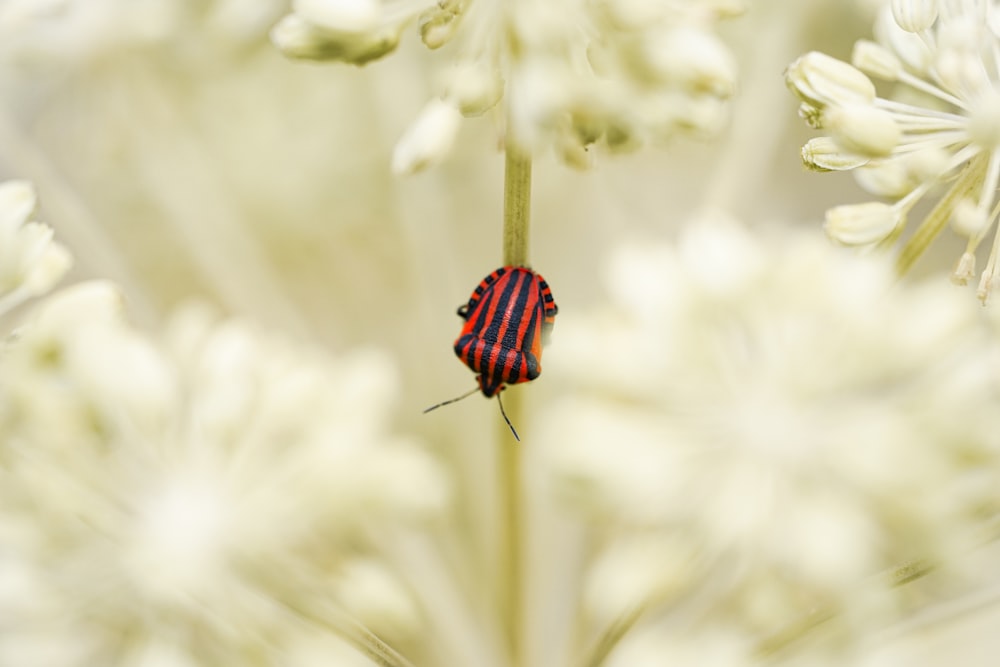 a ladybug on a flower