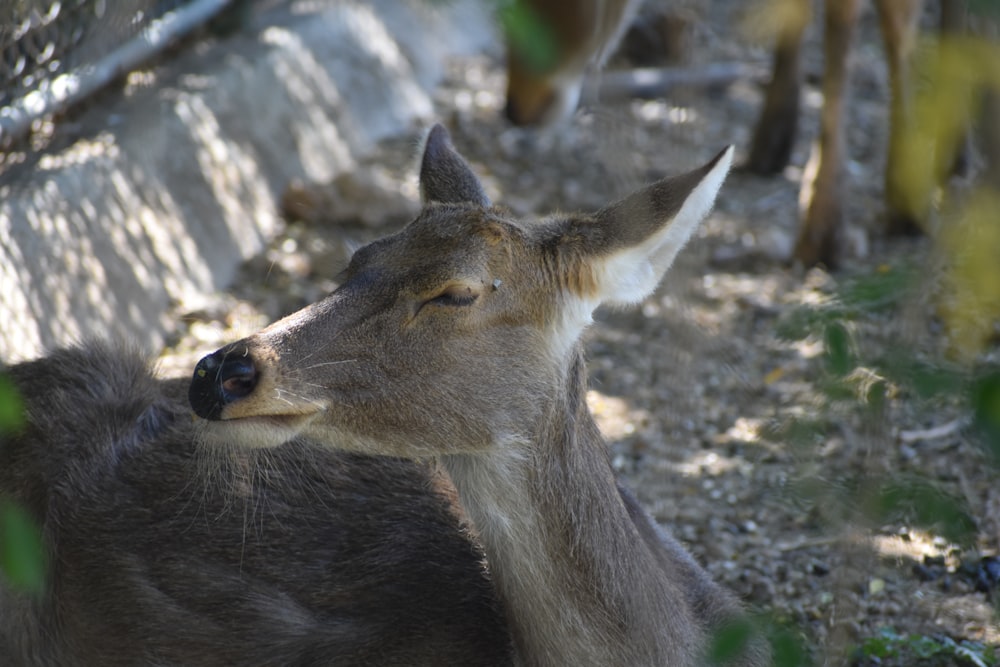 a deer with its eyes closed