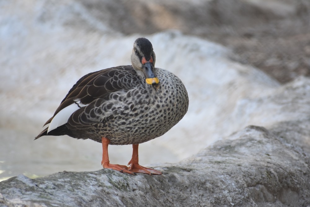 a bird standing on a rock