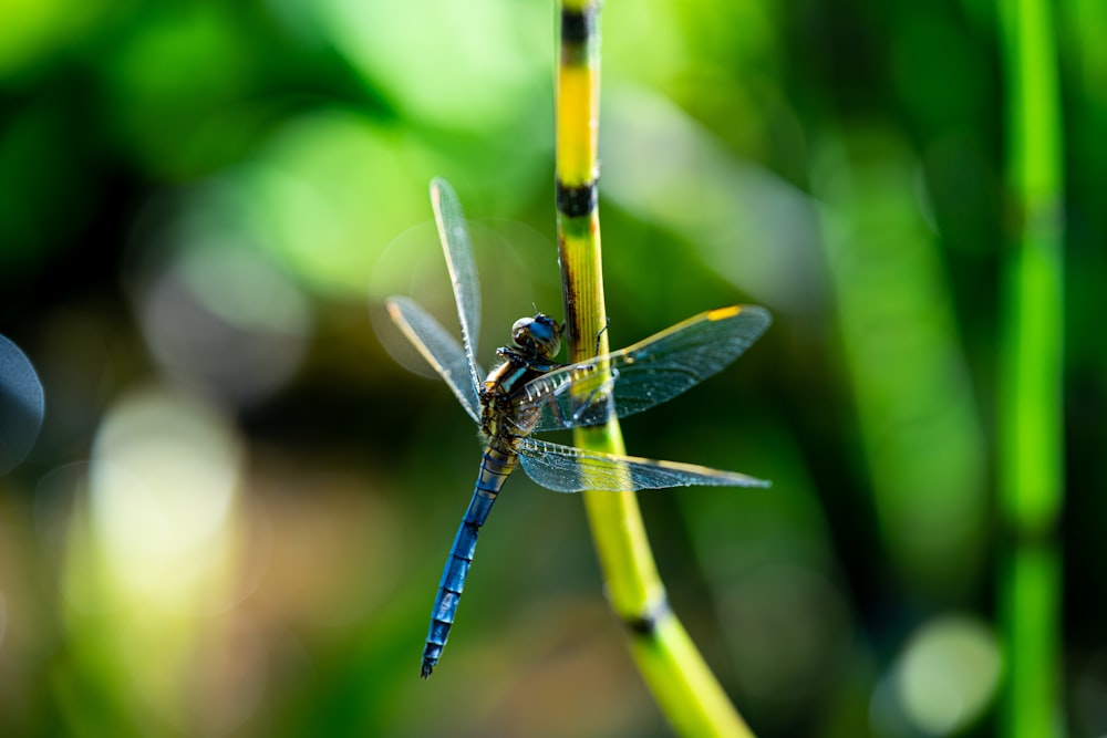 a dragonfly on a leaf