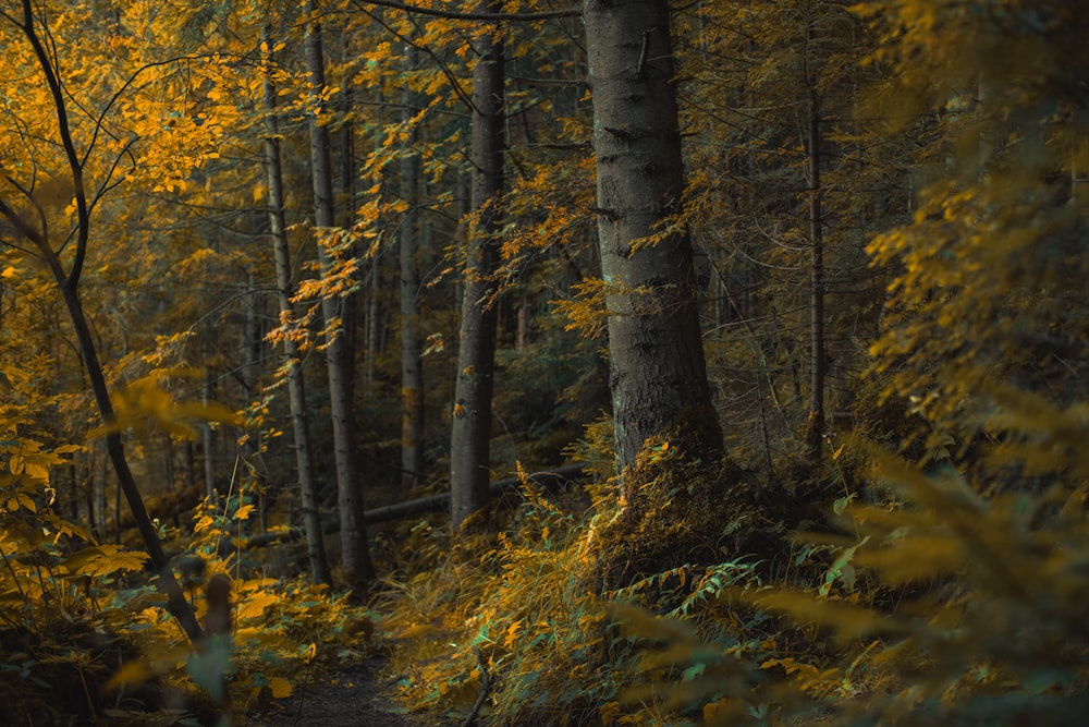 une forêt d’arbres aux feuilles jaunes