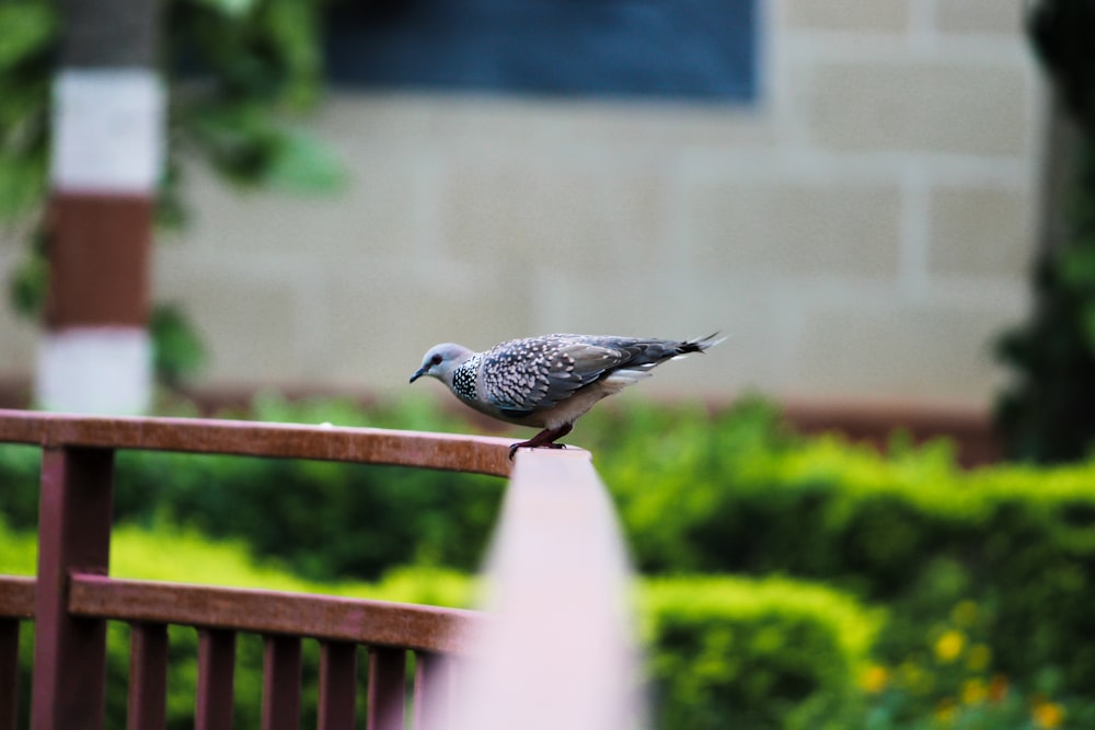 a bird perched on a fence