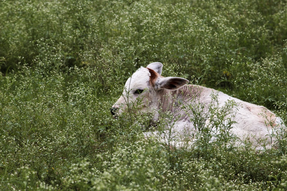 a white cow in a field of green plants