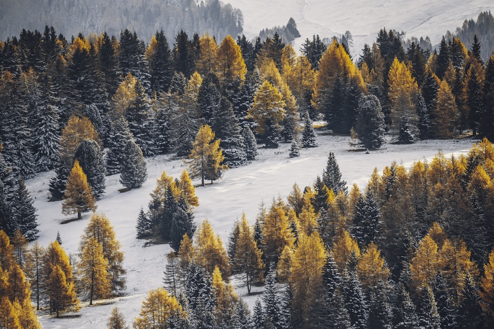 a snowy forest with trees