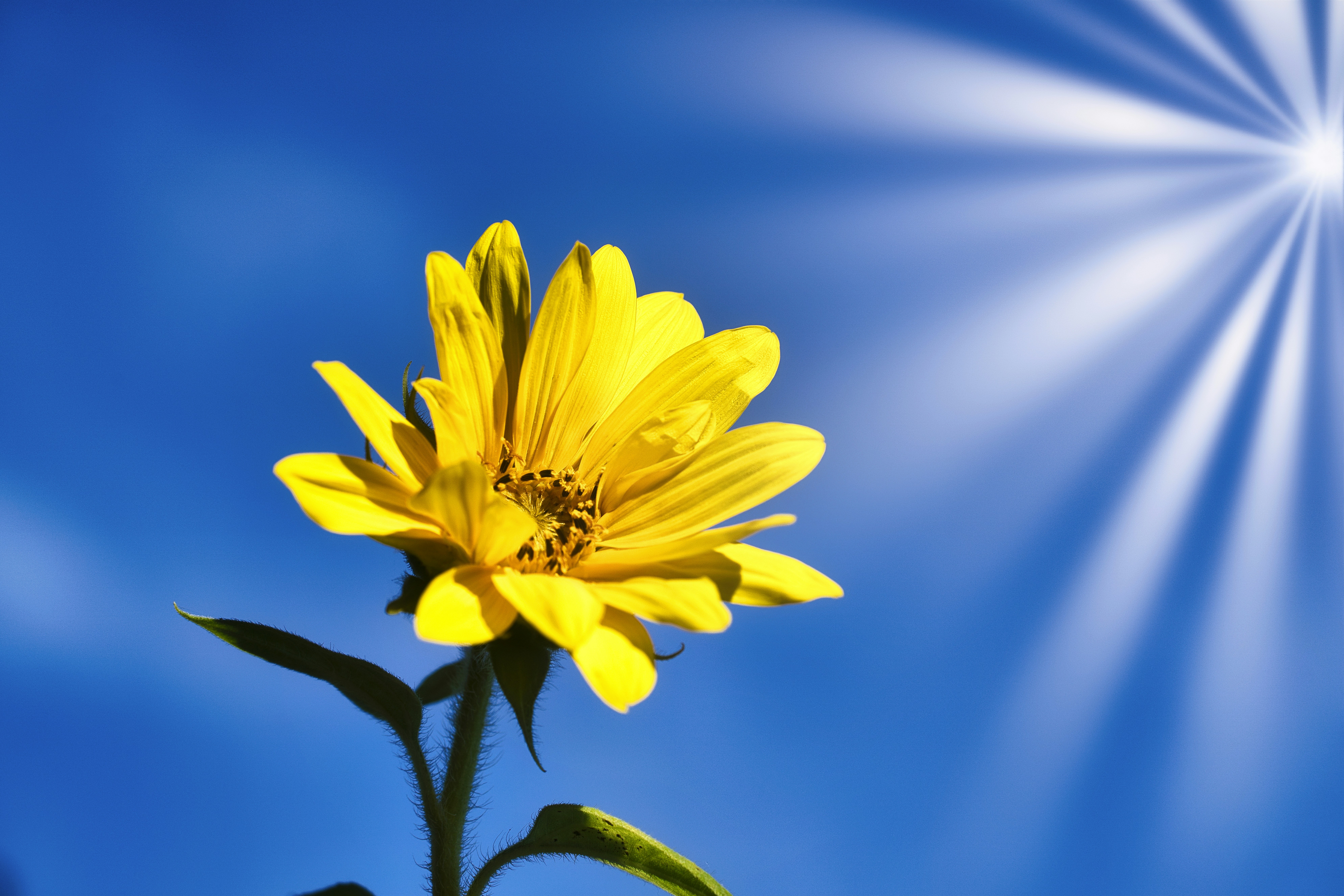 a yellow flower with green leaves