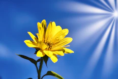 a yellow flower with green leaves