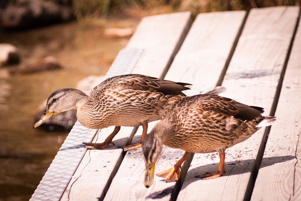 a couple of ducks on a wooden surface
