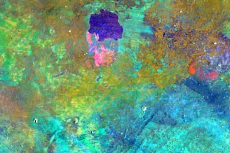 a group of fish swimming in the water