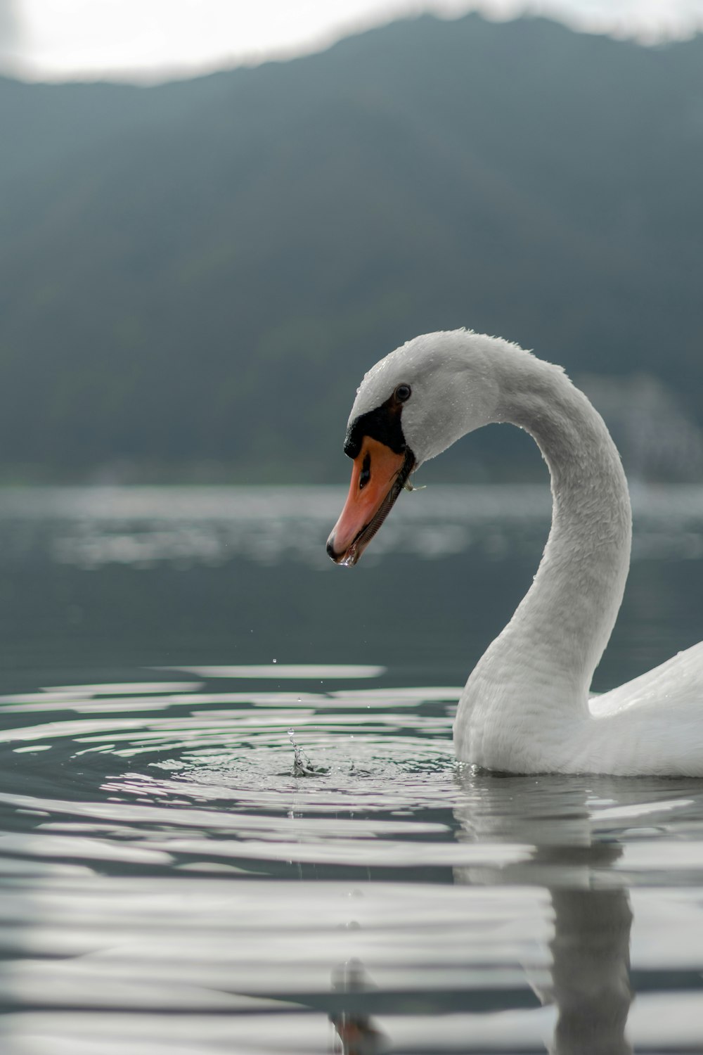 a white swan swimming in water