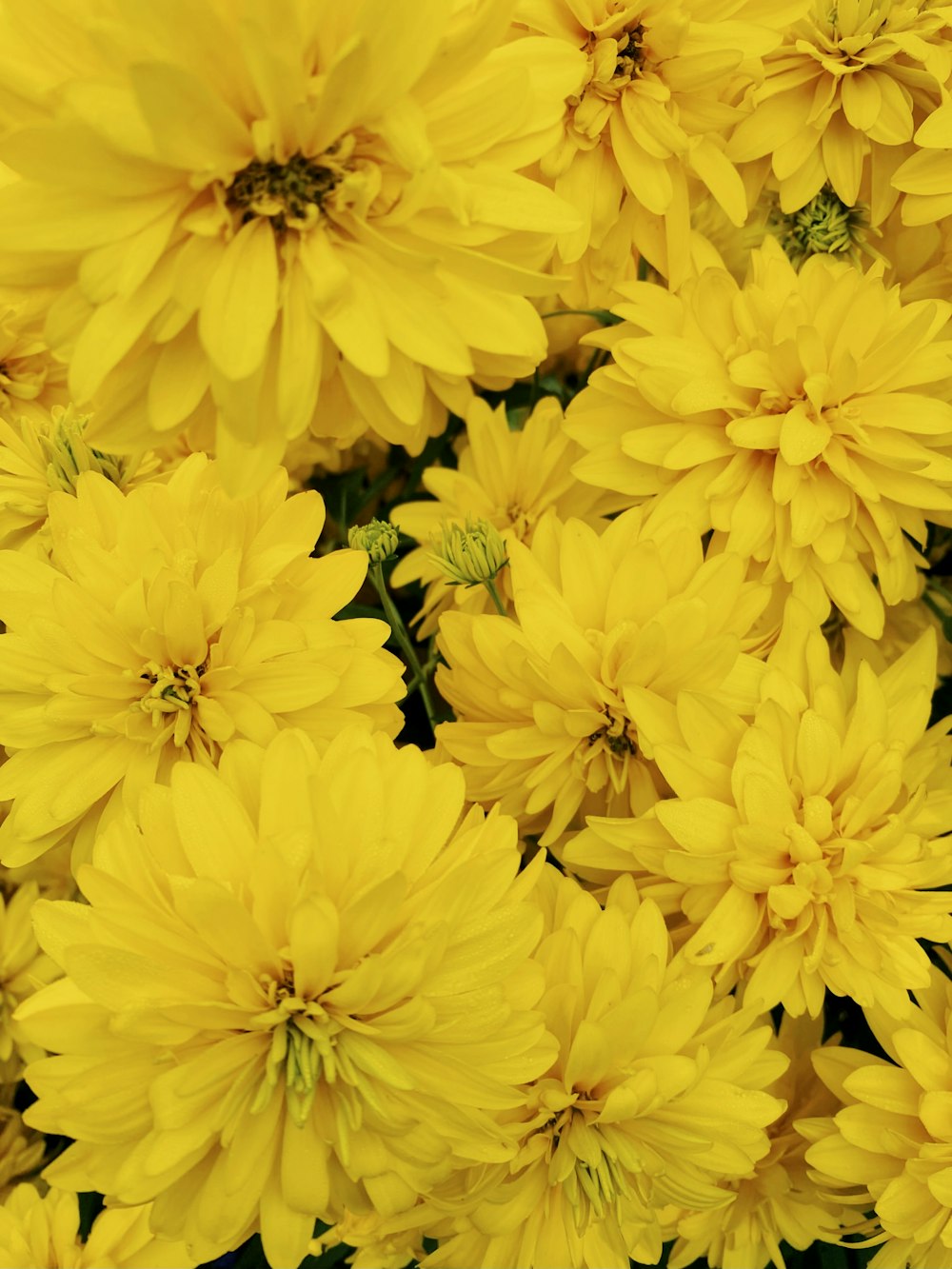 a group of yellow flowers