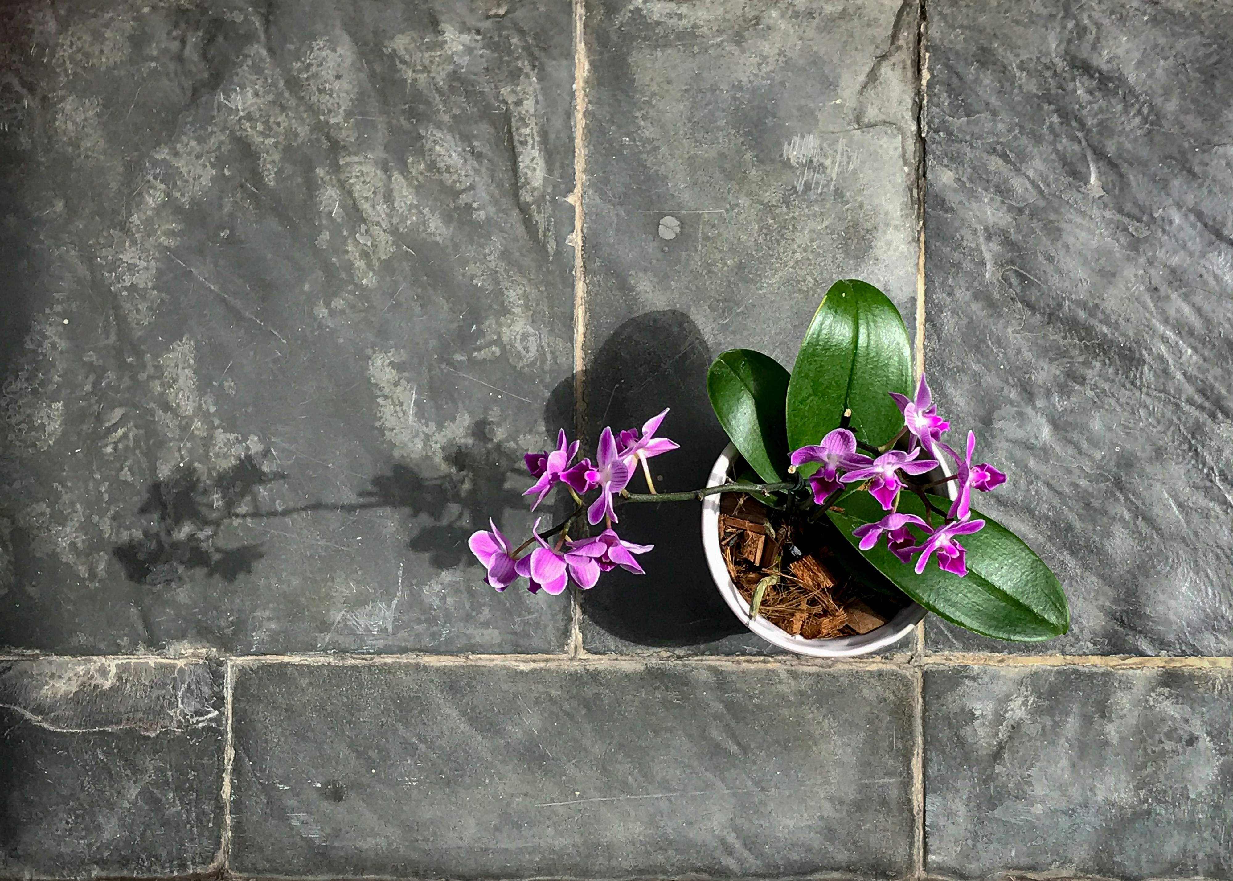 Elegant purple orchid plant in full bloom in white ceramic pot against light background
