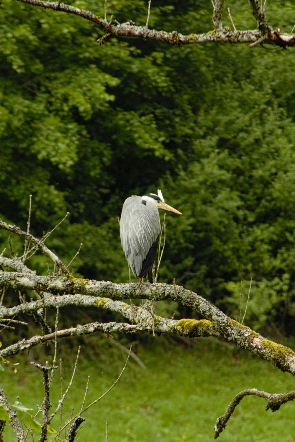 a bird on a tree branch