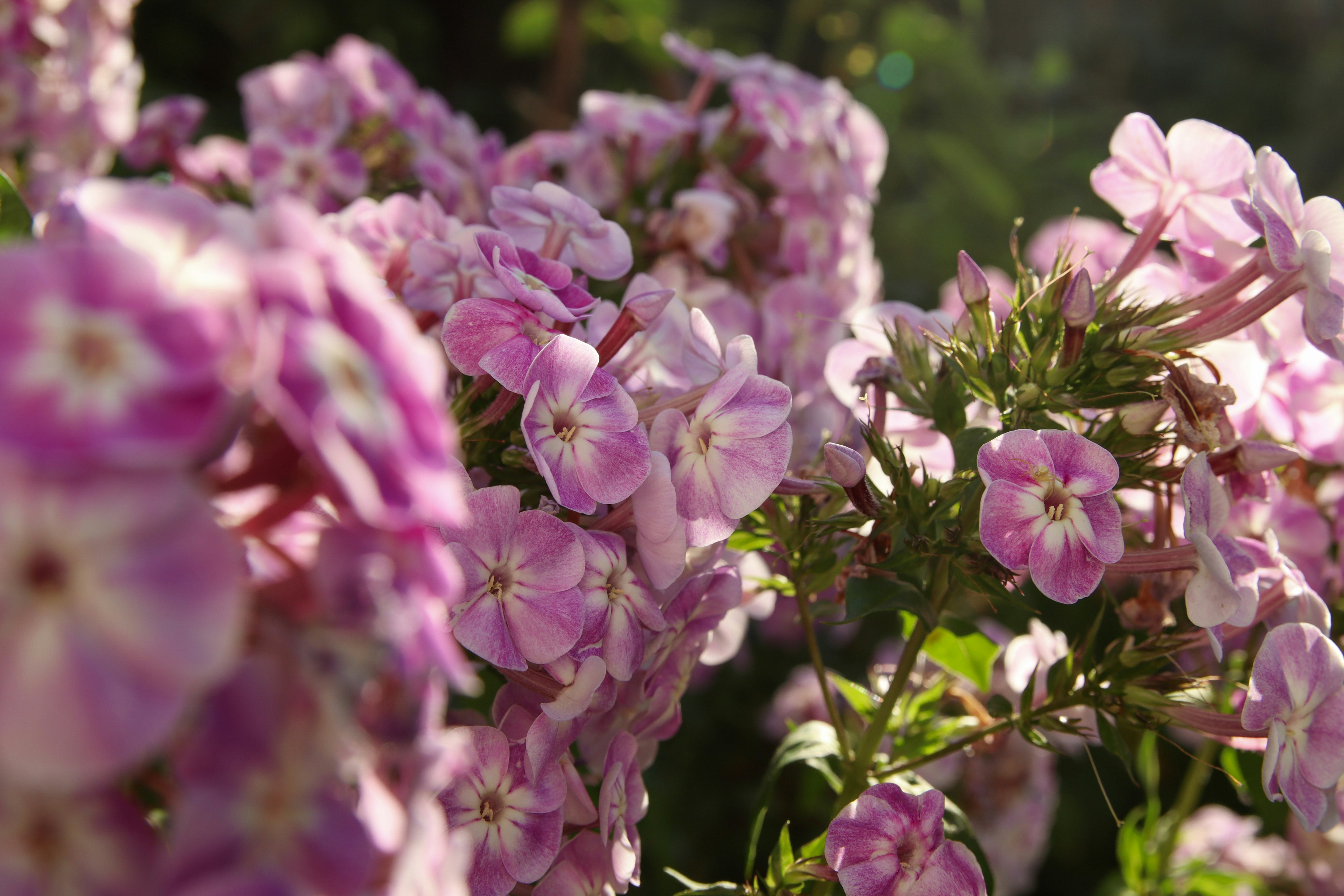 Photo by feeling_hope