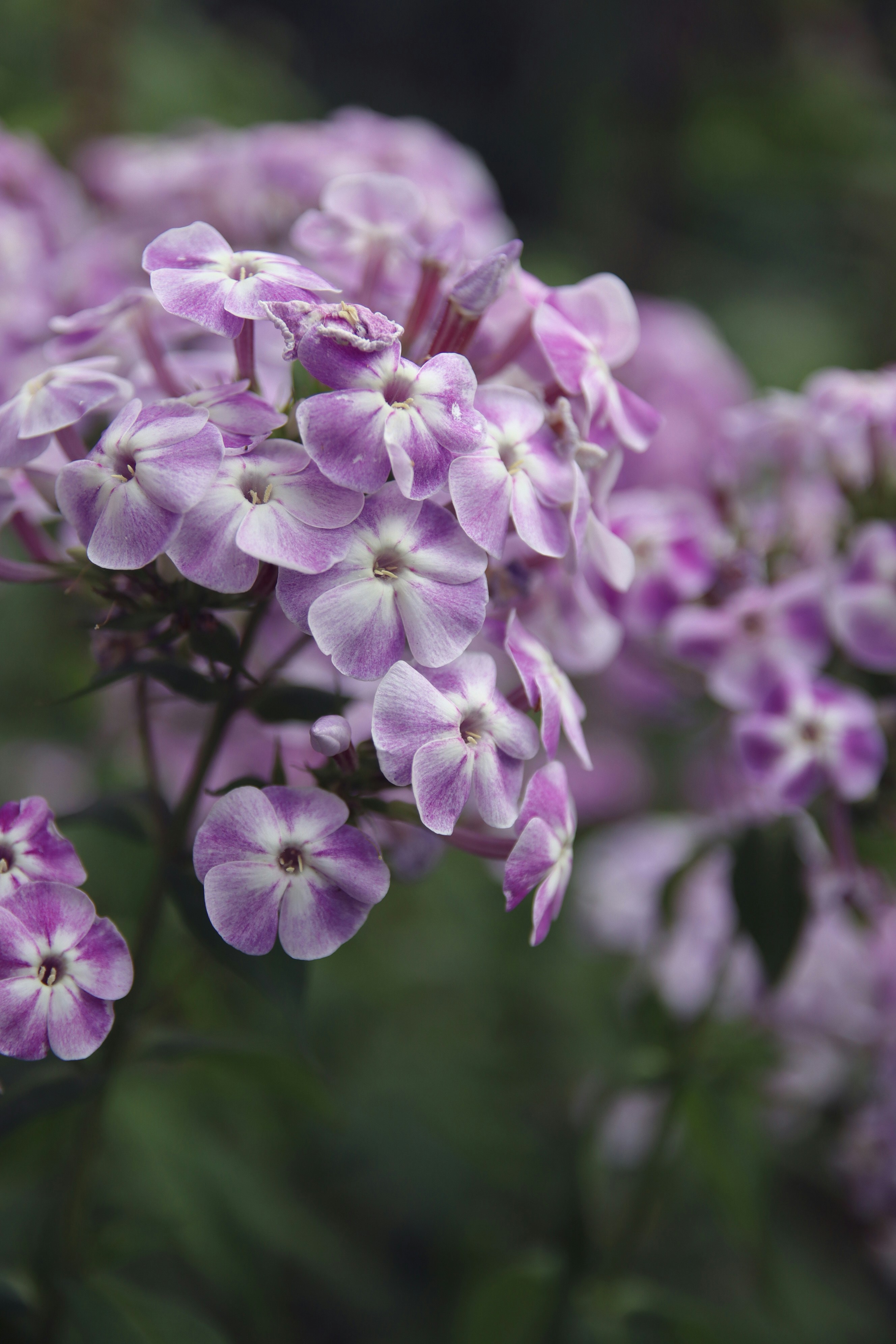 Photo by feeling_hope