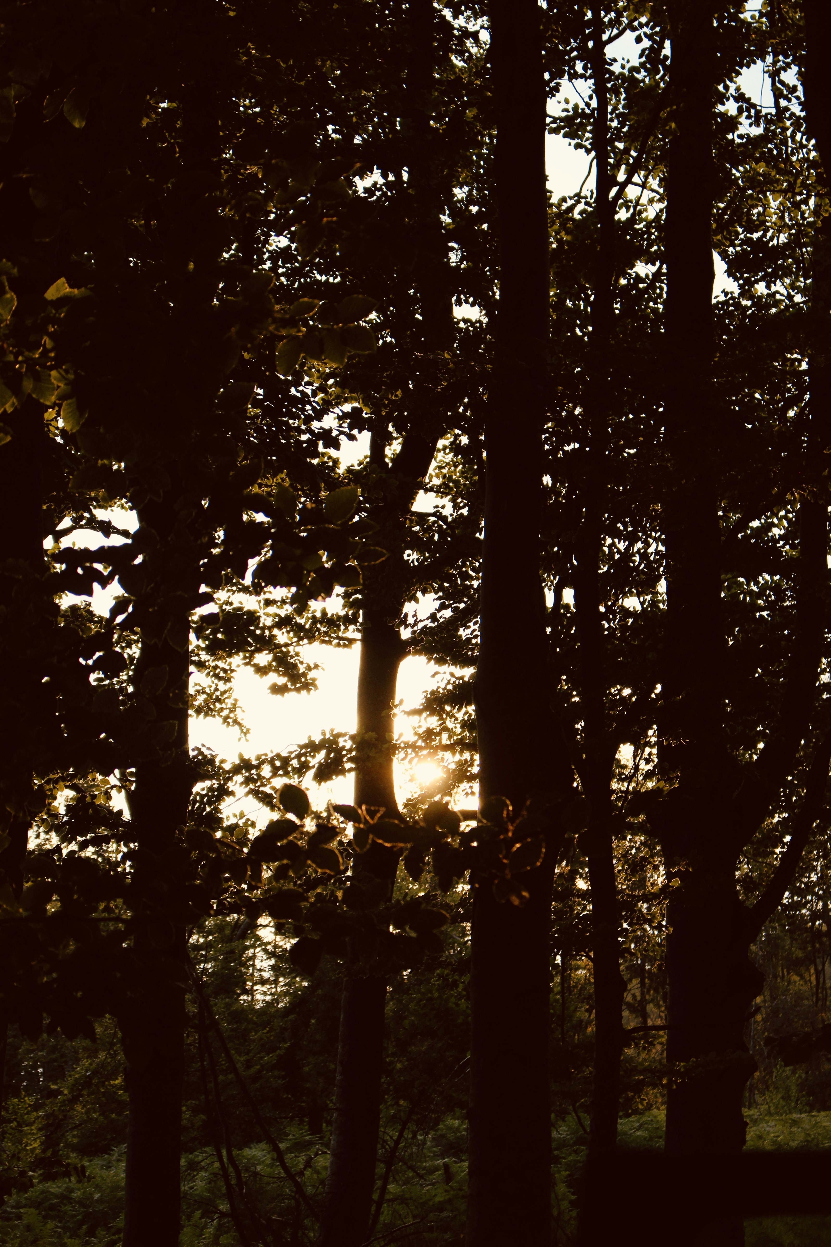 Photo by budauoana231