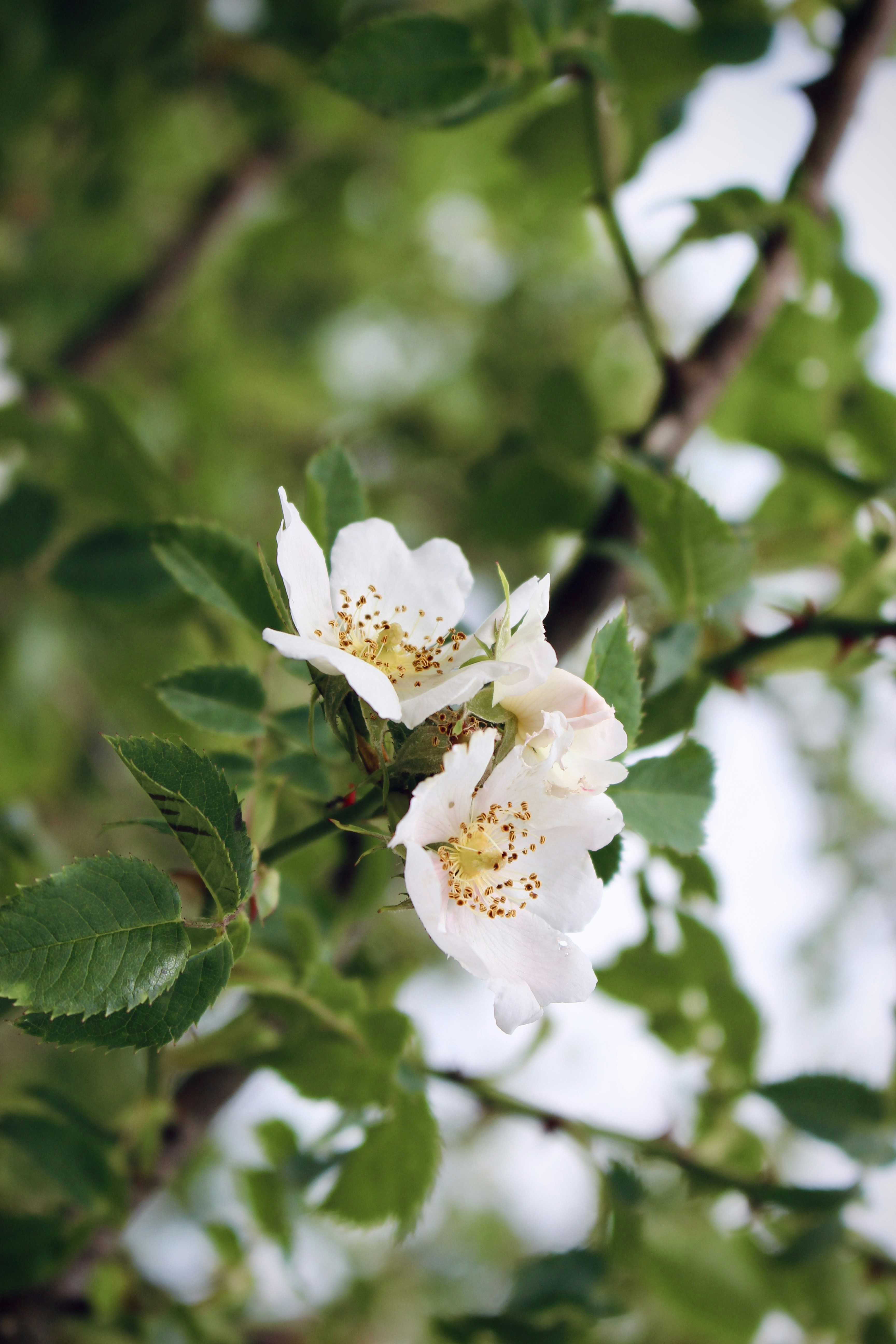 Photo by budauoana231