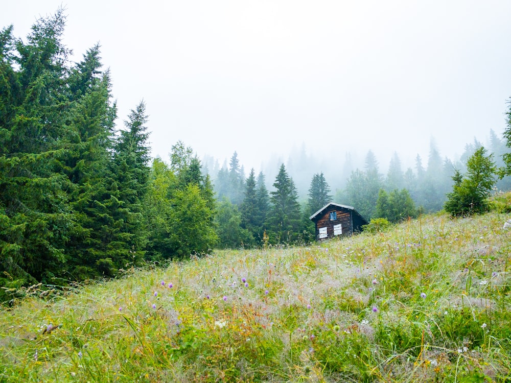 a house in a field of grass with trees in the back