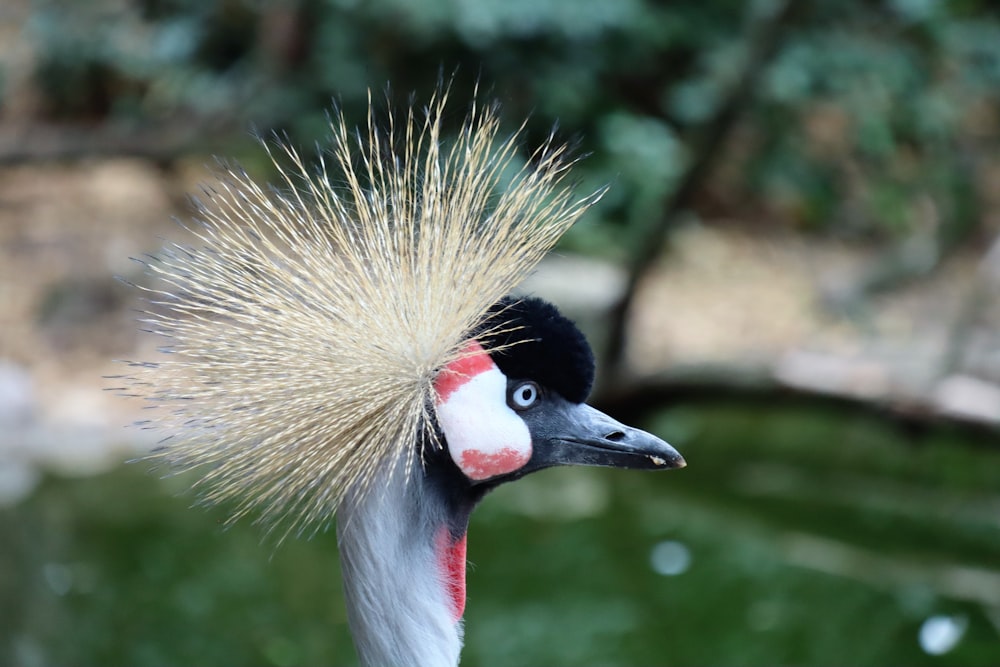 a bird with a colorful head