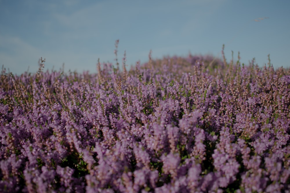 a field of purple flowers