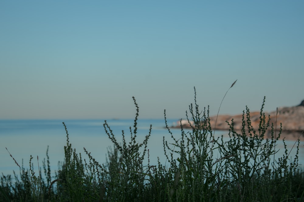 a body of water with plants and trees around it