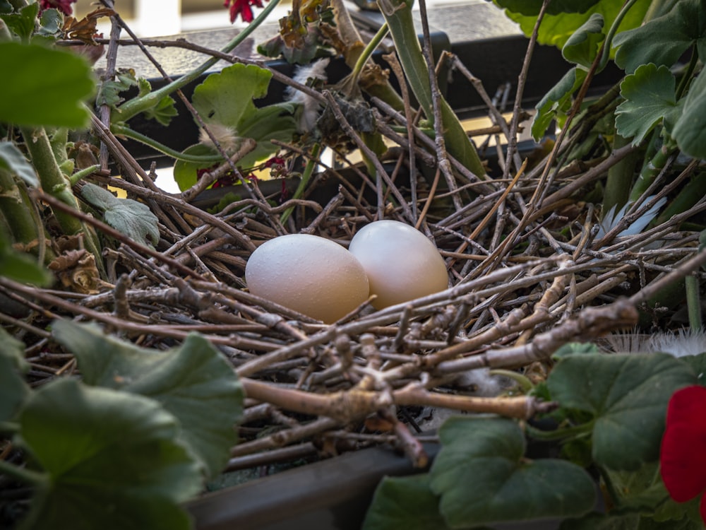 a group of eggs in a nest