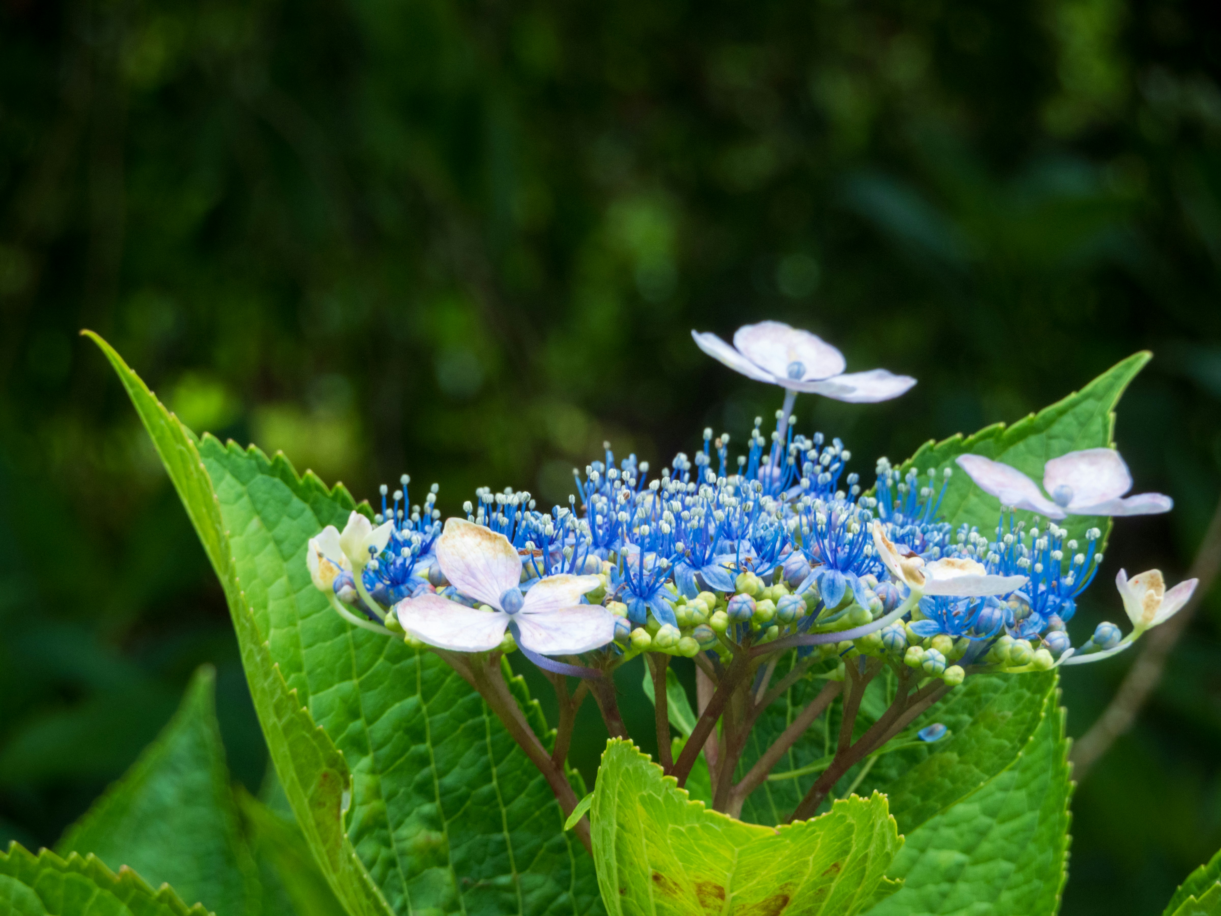 Photo by heppoko_yama