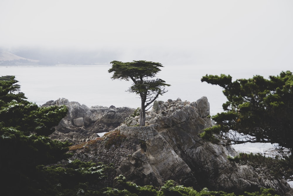 a tree on a rocky cliff