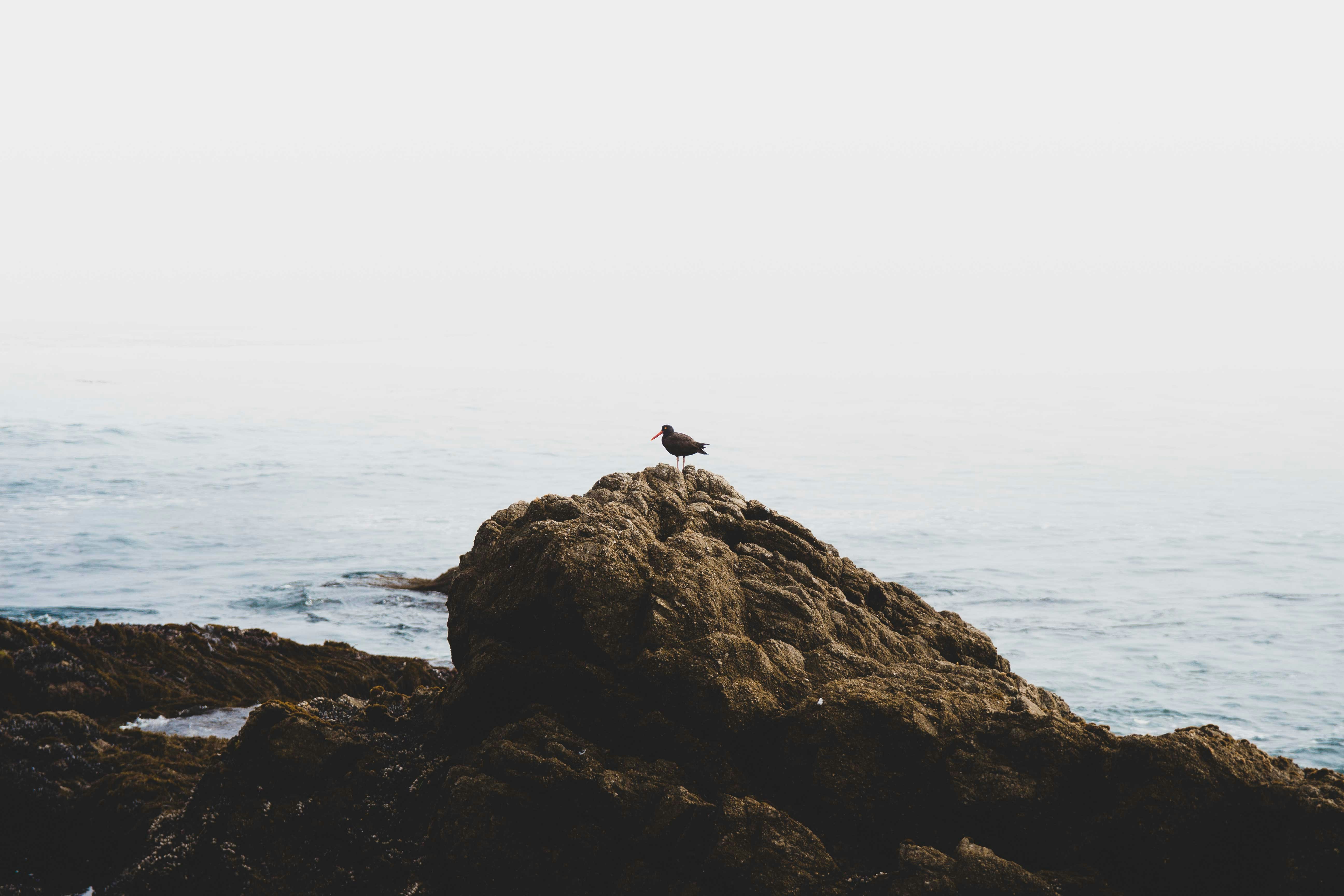 Photo by jkronlachner