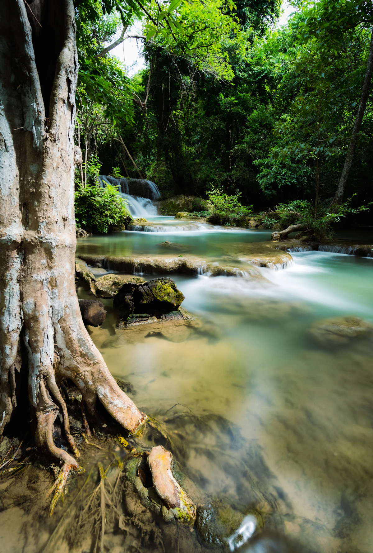 Waterfall & Viewpoint Jungle Trek
