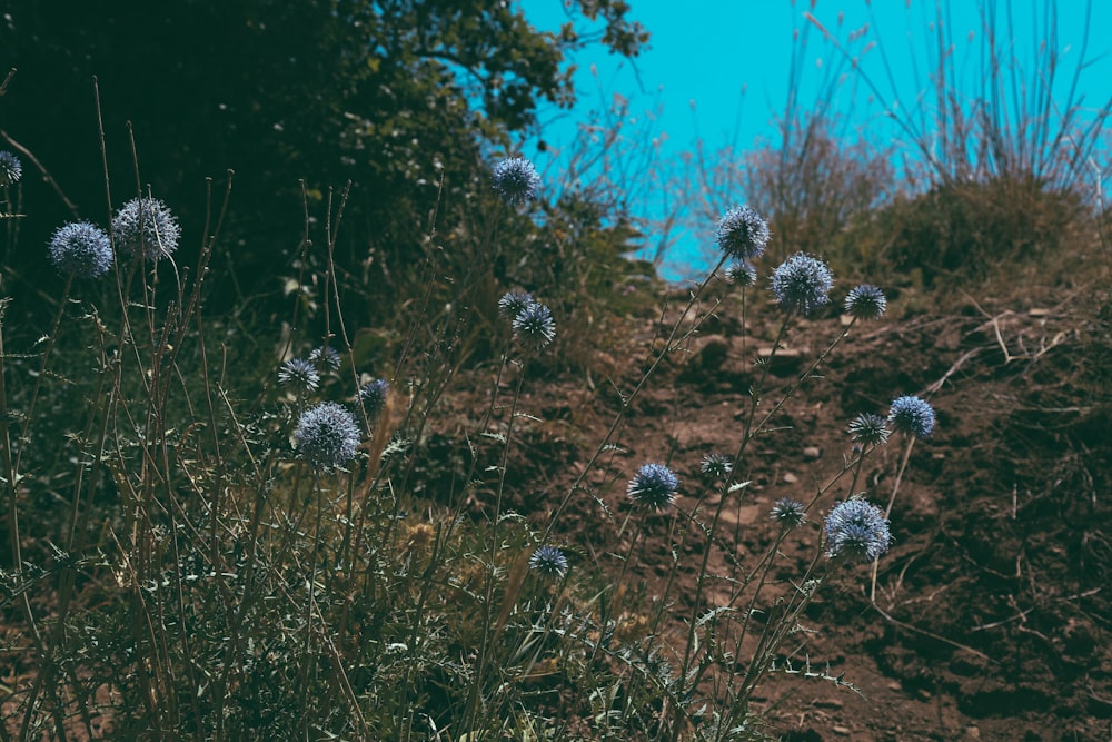 a field of flowers