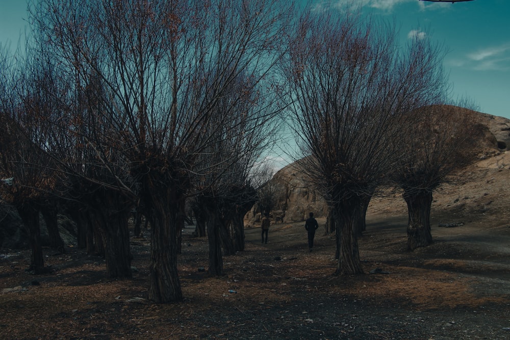 a group of trees in a field