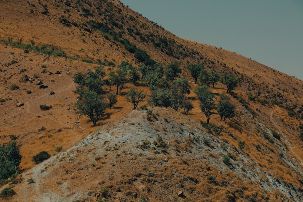 a dirt hill with trees on it