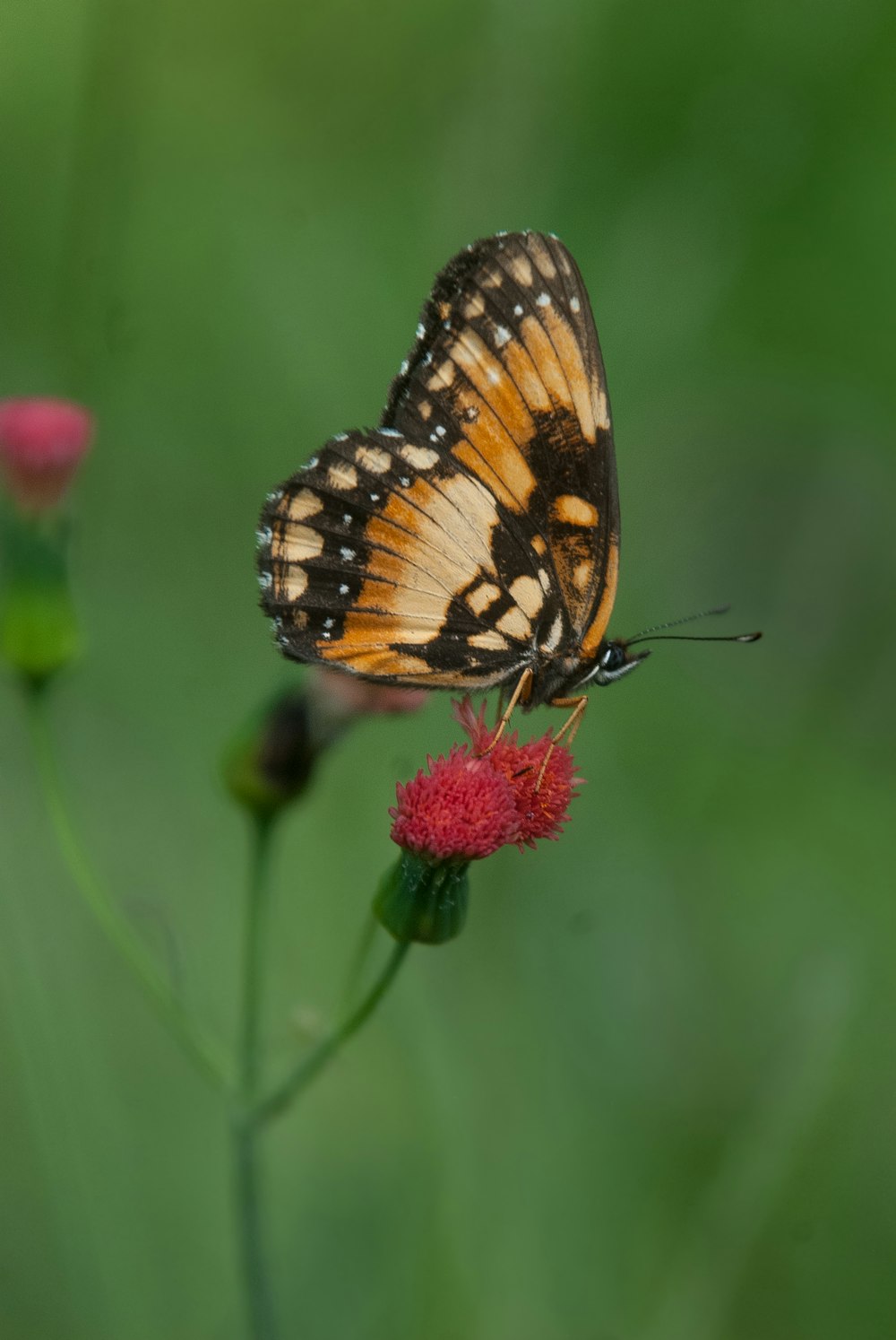 a butterfly on a flower