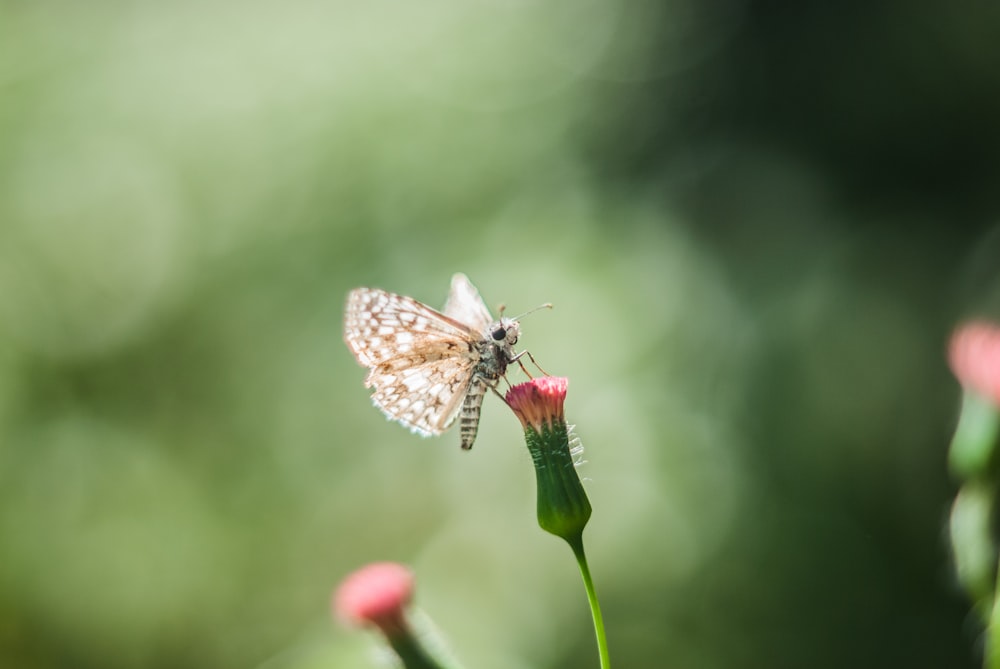 a butterfly on a flower