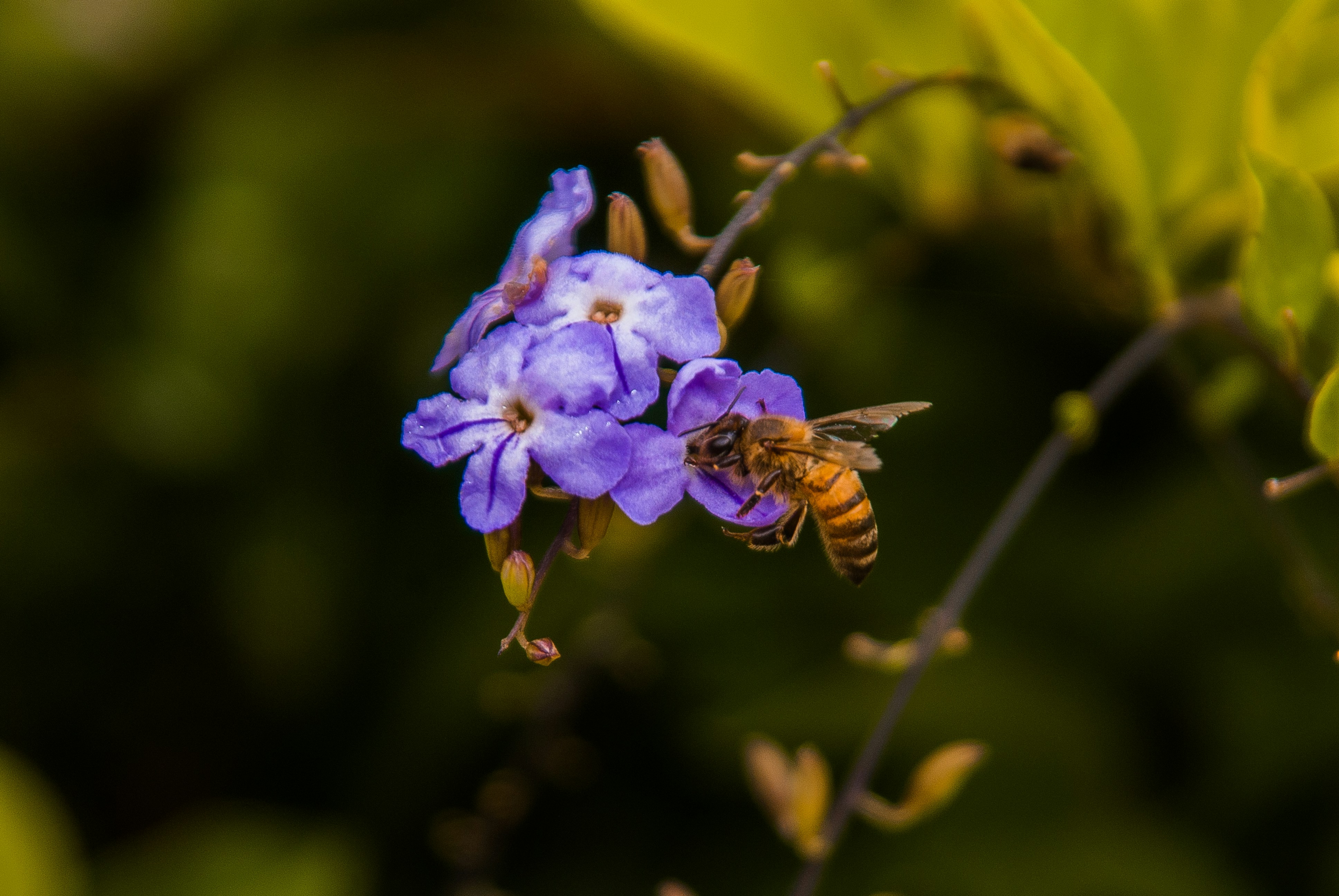 a bee on a purple flower