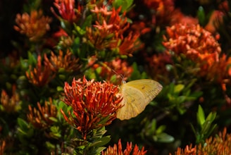 a butterfly on a flower