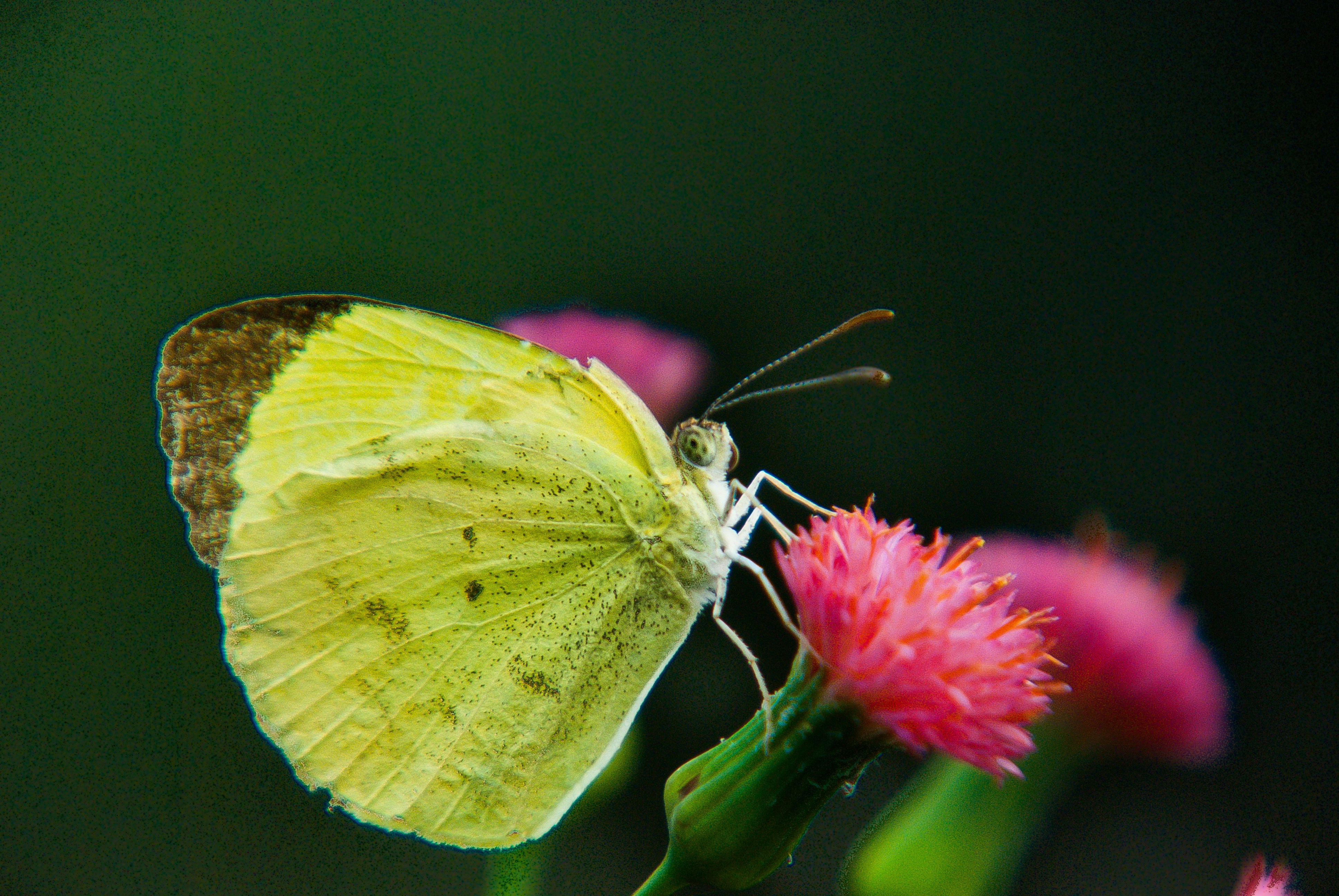 a butterfly on a flower